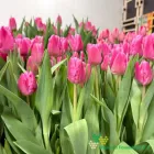 Jumbo Pink