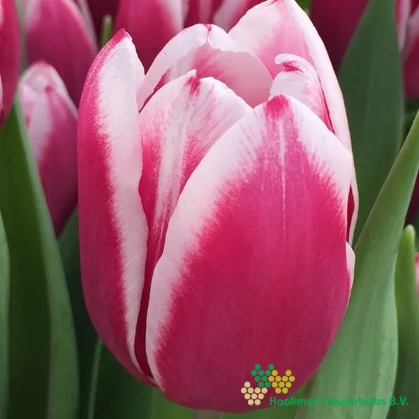 Tulp Kamaliya