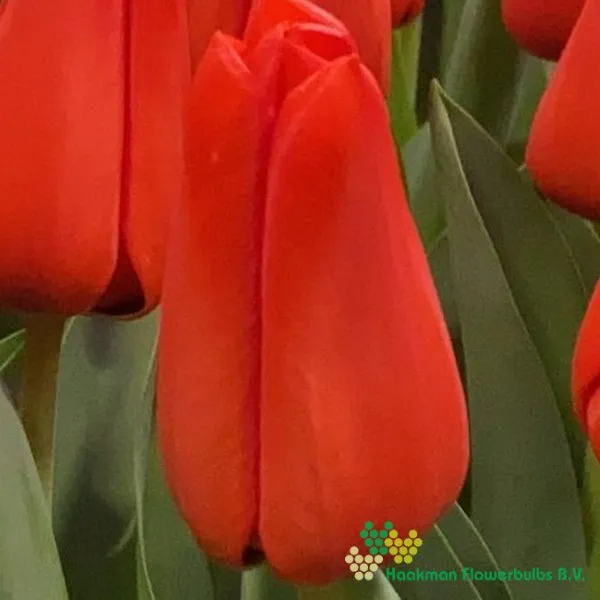 Tulipa Lalibela