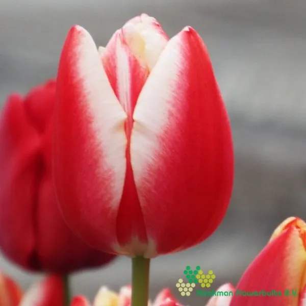 Tulp Leen Van Der Mark