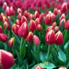 Leen Van Der Mark