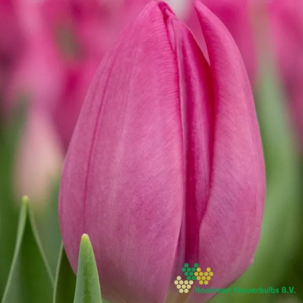 Tulp Lincoln