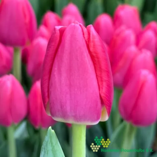 Tulipa Lipstick
