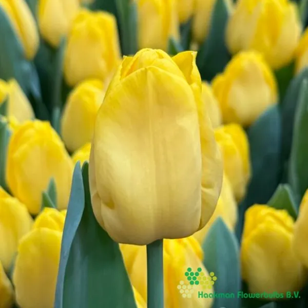 Tulp Lobke