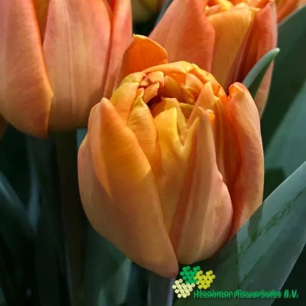 Tulipa Lorenzo
