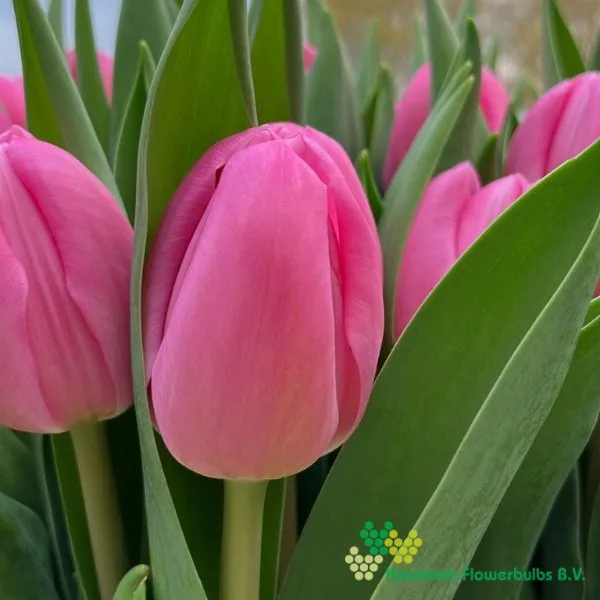 Tulp Loyalty