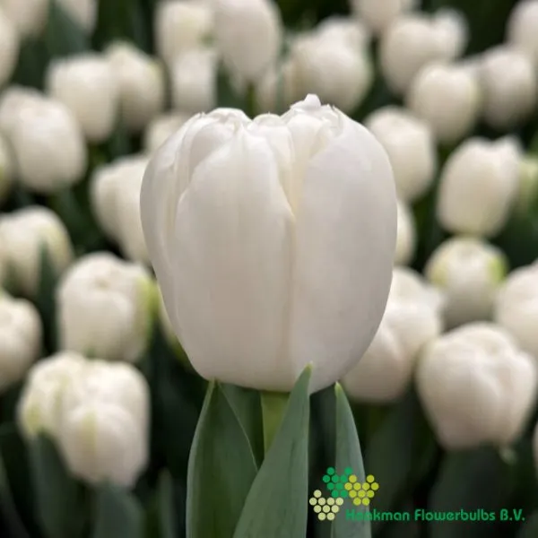 Tulipa Maiko San