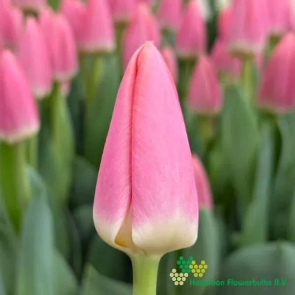Tulp Maskovri