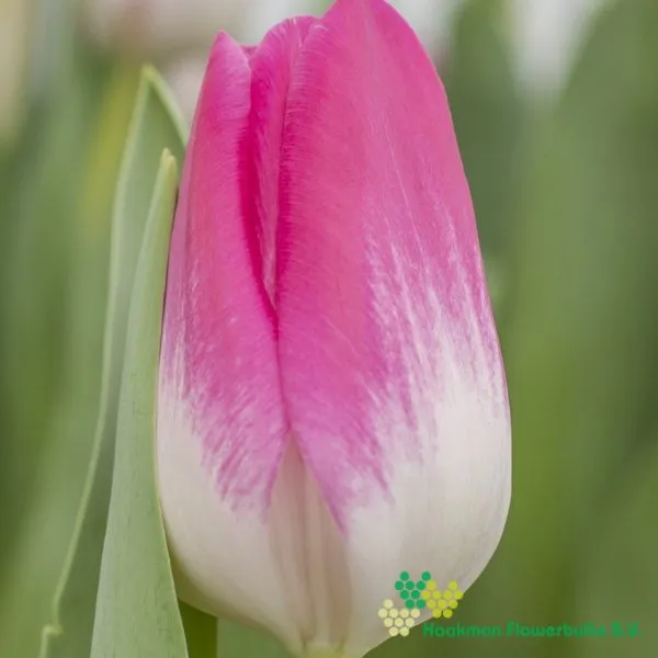Tulp Memphis
