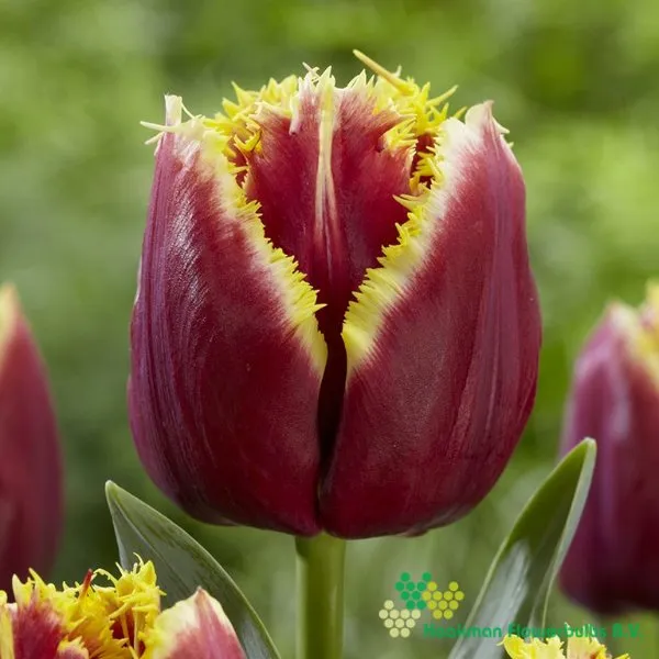 Tulp Mercure