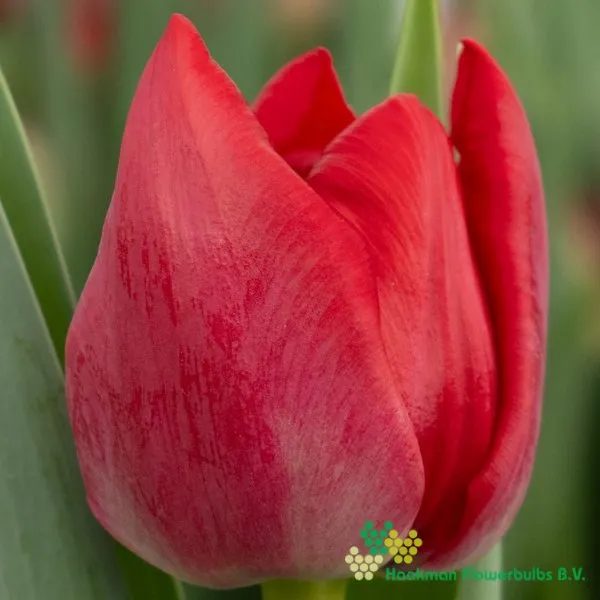 Tulipa Mikado