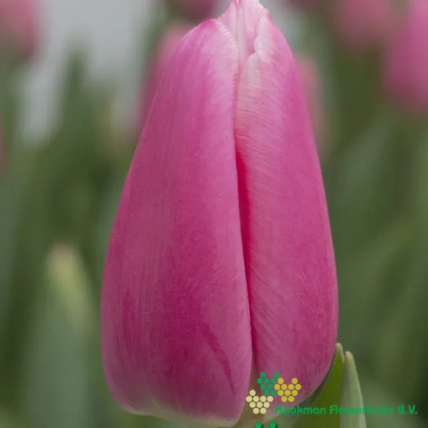 Tulipa Milkshake