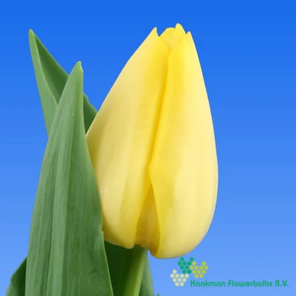 Tulp Miller Time