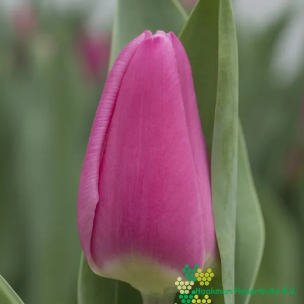 Tulp Molto Amata