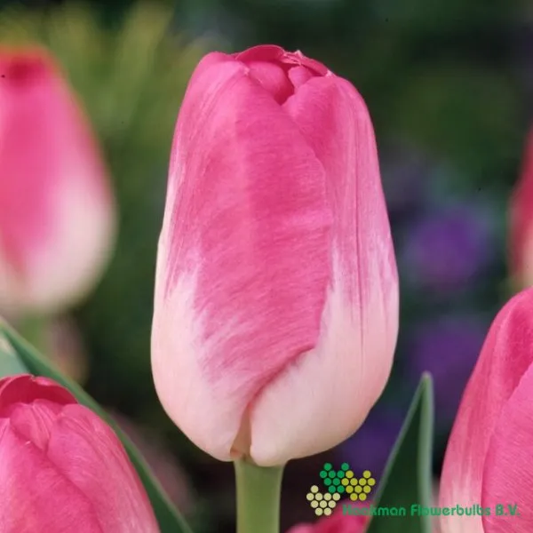 Tulipa Momotaro