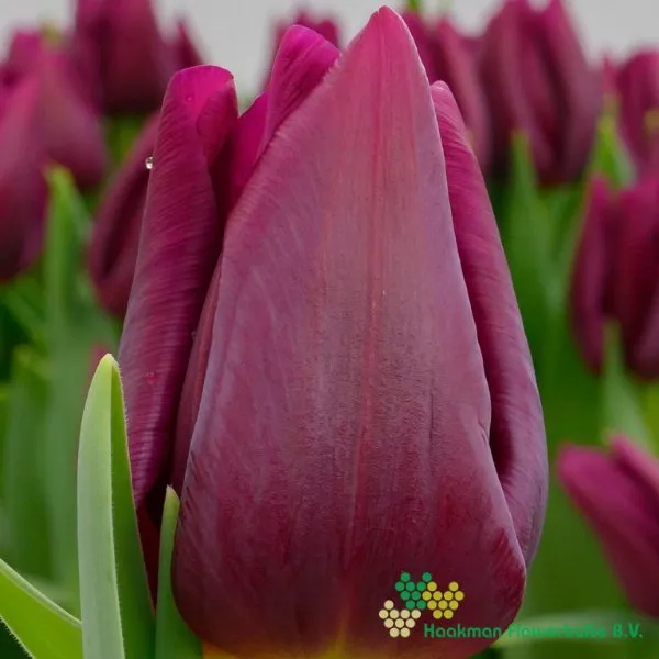 Tulp Montezuma