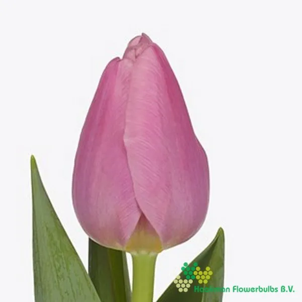 Tulp Mosni