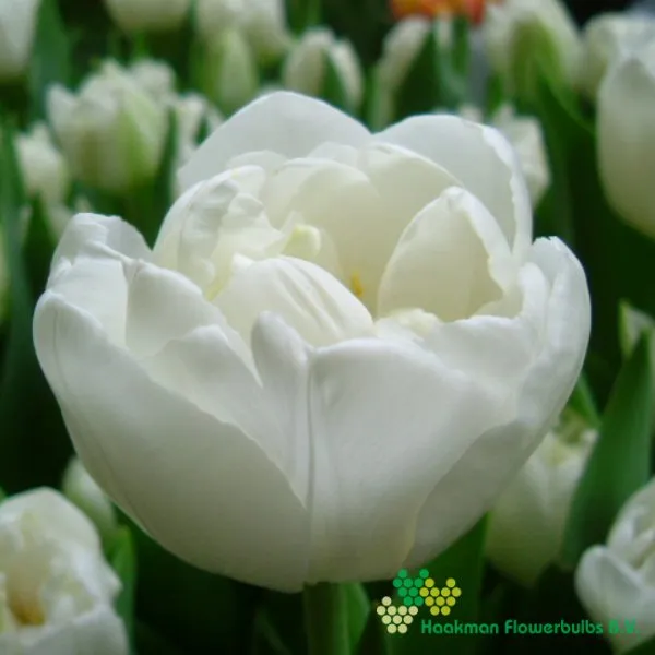 Tulp Northcap