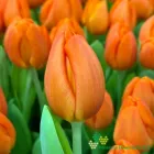 Orange Sherpa