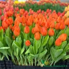Orange Sherpa