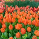 Orange Sherpa