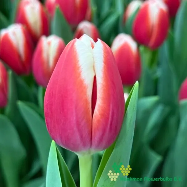 Tulp Outfit