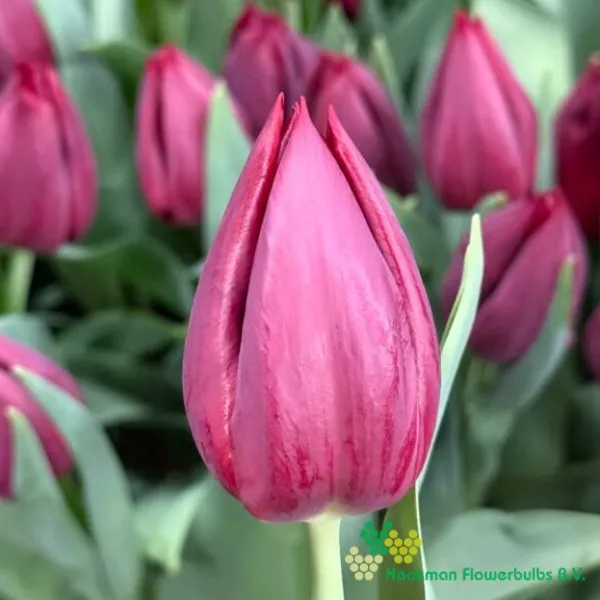 Tulp Pallada