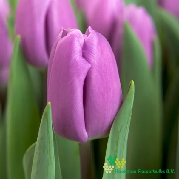 Tulipa Paradero