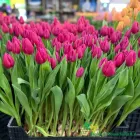 Pink Ardour