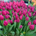 Pink Ardour