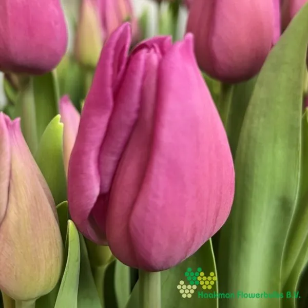 Tulp Pink Breeze