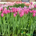 Pink Flag