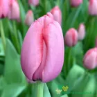 Pink Impression