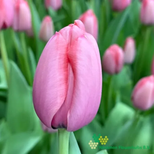 Tulipa Pink Impression