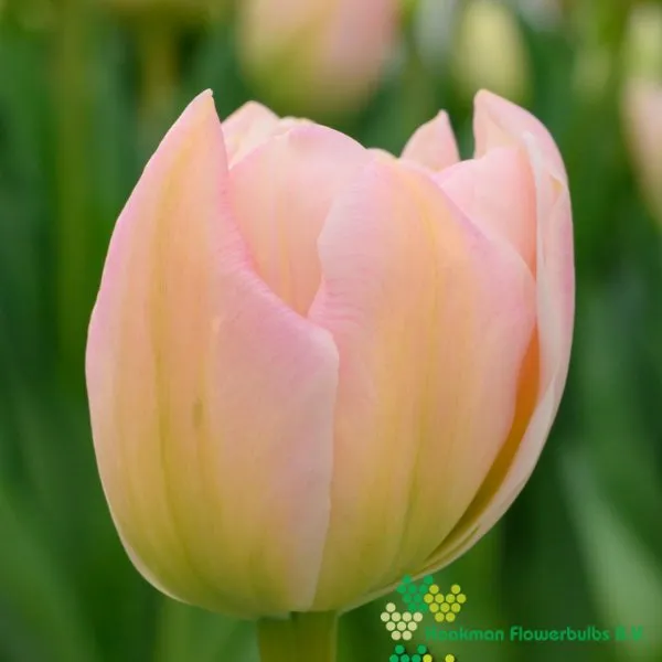 Tulp Pink Mist