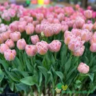 Pink Mist