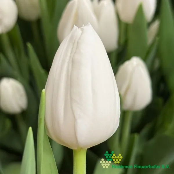Tulp Polar Bear