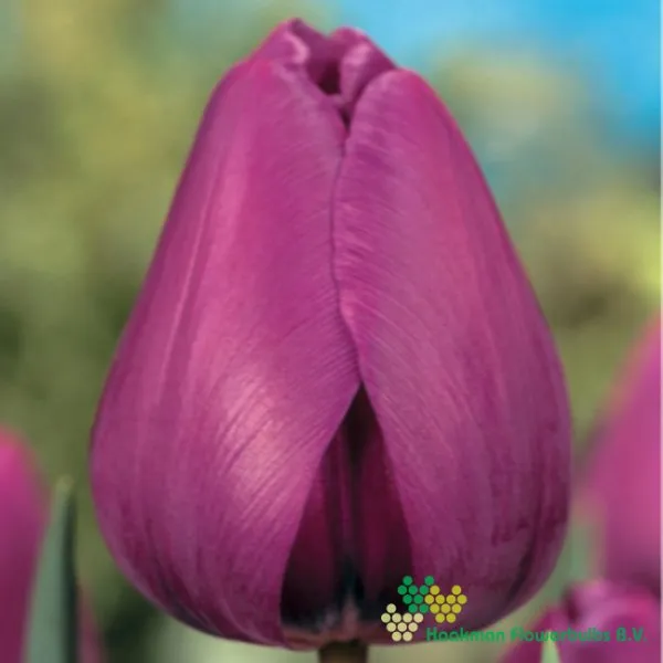 Tulp Purple Flag