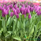 Purple Flag