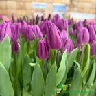 Purple Flag