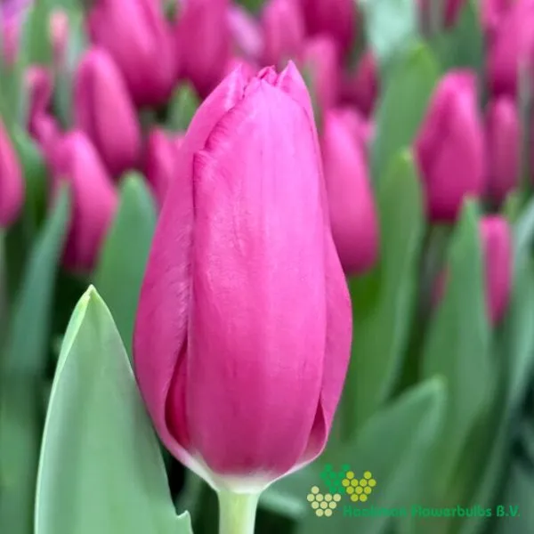 Tulp Purple Raven