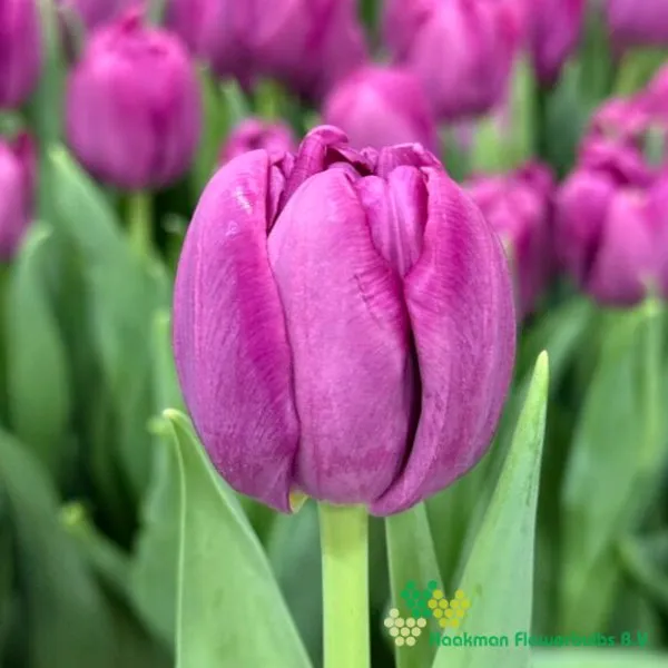 Tulipa Purple Sky