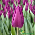 Purple Valley