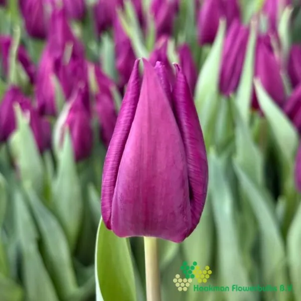 Tulp Purple Valley