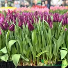 Purple Valley