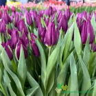 Purple Valley