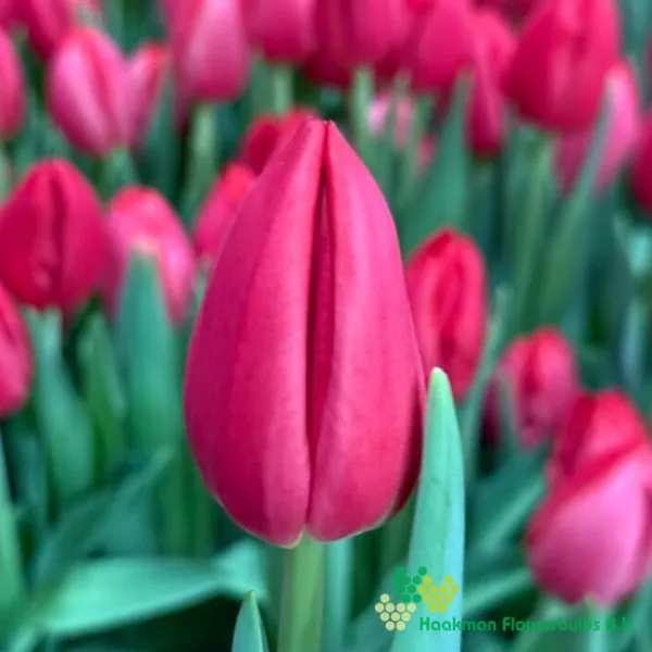 Tulp Red Mark