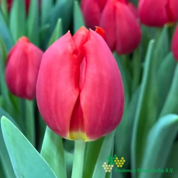 Tulp Red Stone