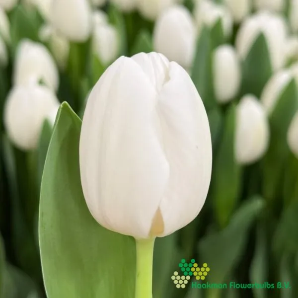 Tulp Richarda