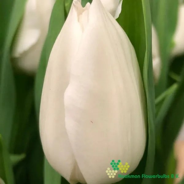 Tulp Royal Virgin